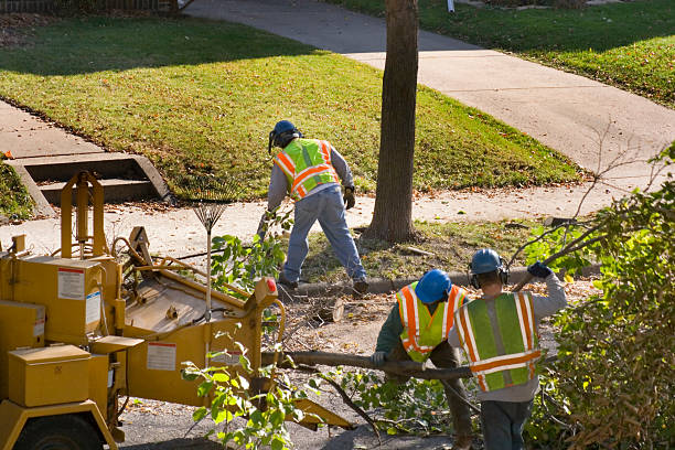 Best Tree Maintenance Programs  in Oconto Falls, WI