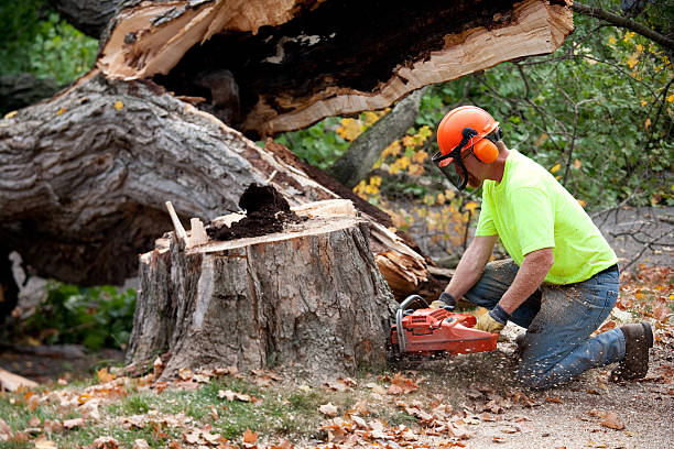 Best Fruit Tree Pruning  in Oconto Falls, WI